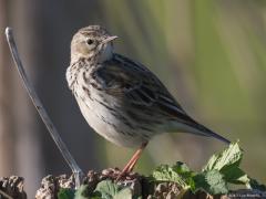 20170909 Graspieper Iedereen zal dit vogeltje wel eens gezien hebben verwacht ik, het is immers de algemeenste piepersoort in Nederland. In onze natuurgebieden kom je hem dan ook heel vaak tegen. Meestal op een weipaal en niet zo zeer in een boom want daar is zijn dubbelganger, de boompieper, meestal te zien. De graspieper lijkt dus heel veel op die boompieper maar heeft een heel ander gedrag, ander liedje en bijvoorbeeld een langere achternagel, geen oogstreep, opvallende oogring. Hij broedt in allerlei op