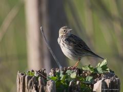 20170909 Graspieper Iedereen zal dit vogeltje wel eens gezien hebben verwacht ik, het is immers de algemeenste piepersoort in Nederland. In onze natuurgebieden kom je hem dan ook heel vaak tegen. Meestal op een weipaal en niet zo zeer in een boom want daar is zijn dubbelganger, de boompieper, meestal te zien. De graspieper lijkt dus heel veel op die boompieper maar heeft een heel ander gedrag, ander liedje en bijvoorbeeld een langere achternagel, geen oogstreep, opvallende oogring. Hij broedt in allerlei op