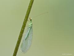 20171019 Groene gaasvlieg Als je bij een buitenlamp nachtvlinders tegen komt dan kom je daar vast ook dit insect tegen. Ik in ieder geval meermaals. 1 tot 17 millimeter lang kan dit vliegend insect uit de familie gaasvliegen worden. Deze familie behoort ondanks de naam niet tot de vliegen (orde tweevleugeligen) maar tot de orde netvleugeligen (Neuroptera).