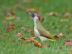 20191017 Groene specht Herfstbladeren liggen nu weer op ons gazonnetje. Die kleuren de boel leuk op, vooral de bladeren van de krent zijn kleurig geelbruinrood. Nog kleuriger wordt het als bij grote uitzondering die mooie groene specht ons gazonnetje komt nalopen op mieren. Dit jaar vindt hij er niet veel, althans, ik zie er niet zo veel nu.