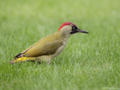 20171001 Groene specht Mijn dag is goed want de groene specht kwam op bezoek hier in de tuin. Ik zag daar vandaag ook een volwassen en juveniele grote bonte specht maar deze groene heb ik liever. Een paar jaar terug kon ik net als nu door het dubbel glas een juveniele groene fotograferen, nu is het een mooi volwassen exemplaar. Overigens zie ik de laatste dagen ook weer enkele merels in de tuin, die had ik een tijdje hier niet meer gezien.