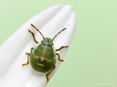 20190623 Groene Stinkwants In deze maanden zijn de nimfen van deze wantsen druk doende om groot te worden. Dit diertje hier is al goed onderweg om er uit te gaan zien als een echte wants. Volwassen zien ze er echter echt nog wel anders uit en zijn ze ook nog een stukje groter. Ze leven van plantensappen en onderweg van steel tot steel passeren ze ook bloemen. Die bloemen vinden dat prima want zo wordt mooi stuifmeel verplaatst naar hongerige stampers. De pootjes van deze kleuter zitten dan ook vol met stuif