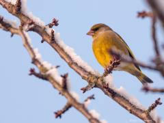 20171226 Groenling Niet alleen zie ik geen sneeuw meer in de tuin, ook zie ik deze winter zo goed als geen groenlingen meer. In de winter trekt een deel van de populatie weg, maar tegelijk overwinteren vogels uit het noorden in Nederland. Het aantal vogels zou zo min of meer constant moeten blijven. Maar ik ben er niet gerust op, ben bang dat er gewoon minder vogels zijn. Wellicht ook omdat het nieuwe woonwijkje achter ons ondertussen gereed en bewoond is. De nieuwe bewoners daar hebben niet alleen bijna ge