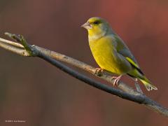 20141206 Groenling