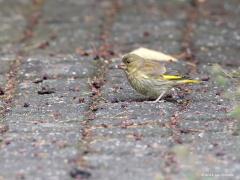 20180618 Groenling Mede dankzij de kersen en vooral de krenten, kon dit jaar een stel jonge groenlingen opgroeien. De streepjes op de buik verraden dat het hier een van die jongen is die op het padje zijn maagje aan het vullen is.