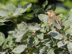 20180616 Groenling Naast een grote kersenboom hebben we ook een flinke krentenboom (Amelanchier lamarckii) in de tuin staan. De krentjes smaken goed en dat weten de vogels maar al te goed. Een hele familie groenlingen bezoekt de boom met regelmaat. De groenlingen hebben liever een krent dan een kers. Het nut van dit soort bomen, of struiken, voor de vogels is overduidelijk. Overigens, van de Amelanchier heb je minstens drie keer per jaar plezier, met een beetje geluk zelfs vier keer. Deze aardige bladverlie