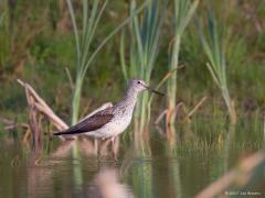20170914 Groenpootruiter Deze mooie steltloper fotografeerde ik weer enkele jaren terug in de pas aangelegde waterberging De Boontuinen. Juist in de eerste jaren na aanleg van een dergelijke watervoorziening is die plek erg interessant. De oevers zijn dan nog niet vol gegroeid met struiken etc. Heel jammer dat de boel allemaal zo snel dicht groeit. De roep van deze groenpootruiter is een plezier om te horen, klinkt als tjuu, tjuu, tjuu en tijdens de balts roept de vogel langdurig kluwuu. Vooral in voorzomer