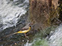 20190602 Grote gele kwikstaart Pas dit voorjaar heb ik voor het eerst deze mooie vogelsoort gespot. En dat nog eens niet verder dan 25 km van ons huis. De soort is in Brabant aan een opmars bezig en dat is dus ook in onze omgeving te merken. Vrouwtjes hebben geen zwarte keelvlek zoals het mannetje in de zomer. De soort houdt erg van snel stromend water en dat zien we hier ook. Als je de foto goed bekijkt zie je dat achterlijf en staart niet scherp zijn. Dat is ook typisch grote gele kwikstaart, deze soort k