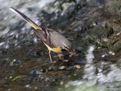 20190603 Grote gele kwikstaart Het mannetje heeft in de zomer een duidelijke grote zwarte keelvlek. Die steekt extra af tegen het wit op de flank onder de vleugel. De echt lange staart met witte buitenpennen ontgaat je ook niet snel. Snel stromend water. daar zijn ze dol op.