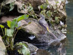 20190617 Grote gele kwikstaart Zou dit al een jonge vogel van dit jaar zijn? Ik denk het wel gezien de lichte poten en de flauwe kleuren op de rug. Wie het weet mag het zeggen.