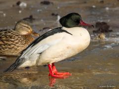 20180225 Grote zaagbek De winter van 2012 was kouder dan dit jaar. De grote beek was dicht gevroren op een aantal wakken na. Die wakken geven extra kans op een foto van een eend. Zo kon ik dat jaar foto's van deze wintergast maken. Elk jaar komen in de winter wel enkele paartjes van deze mooie duikeenden op bezoek in onze Aa of Weerijs. De kunst is ze te benaderen en dat valt erg tegen. Ze zijn heel alert, zijn zo vertrokken als ze je zien. Een strenge winter met slechts enkele open plekken in het ijs komen