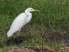 20171117 Grote zilverreiger Een echt grote vogel deze zilverreiger, toch vind ik het moeilijk om hem goed op de foto te krijgen. Om twee redenen. Ik ervaar hem als erg schuw, ik mag nooit dichtbij komen. En, wat is ie wit, zeg maar gerust spierwit, en het is moeilijk om nog enige tekening in al dat wit te krijgen. Tien jaar terug was het hier een zeldzaamheid maar tegenwoordig zie ik hem bijna altijd op mijn vogeltochtjes hier in de buurt. Ben benieuwd of dat straks ten koste van de nu zo gewone blauwe reig