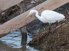 20190209 Grote zilverreiger Heeft de blauwe reiger best veel kleur, deze neef helemaal niet. Alleen de snavel is geel en de poten zwart, de rest hagelwit. Knap dat deze vogels zo schoon wit blijven. Ze zijn met een opmars in Nederland bezig. Ze komen in het najaar in groten getale vanuit midden- en oost-Europa naar ons toe om te overwinteren, maar er zijn er ook die hier hun eieren uitbroeden en hun jongen grootbrengen. Het eerste broedgeval dateert uit 1978 in de Oostvaardersplassen, inmiddels broeden er m
