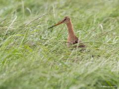 20180426 Grutto Ik ben op gruttocontrole geweest, in het laatste restantje van de Klein Zundertse Heide, een deceptie. Tussen Vossenbergstraat en Eldertstraat ligt dat laatste restje, 150 bij 200 meter groot, of liever, 150 bij 200 meter klein. Het is er nog een beetje nat. Vorig jaar zag ik daar in het voorjaar nog drie grutto's. wat later geen een meer. Afgelopen week zag en hoorde ik er geen enkele. Ik ben bang dat de grutto daar geschiedenis is, doodzonde. Wel vond ik, deels verborgen in een sloot een c