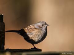 20181231 Heggenmus Een van onze meest trouwe tuinvriendjes is de heggenmus. Ook in de winter, zoals hier goed te zien is door het bol staan van de verenjas. Ook dan kleurt ie de dagen op met zijn voedselzoektochtjes over de stoep en onder de struiken. En als het zonnetje een keertje schijnt komt ie uit de schaduw te voorschijn met zijn frappant getekende kop en opvallende oog. In het voorjaar kun je zijn mooie liedje niet missen in je tuin, daarop is het nog even wachten.