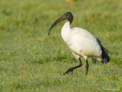 20180321 Heilige ibis Een van mijn frappantste vogelontmoetingen had ik in maart 2012 in De Matjes, eigenlijk nog net in De Maatjes want het was net op Belgisch grondgebied. Gelukkig had ik camera met telelens bij me. Een heilige ibis, een heel onverwachte verschijning. Op internet lees ik o.a.: De heilige ibis is een soort die van oorsprong alleen voorkomt in Afrika. Ontsnapte vogels deden vanaf 2001 broedpogingen. De vogels waren vooral afkomstig uit het vogelpark Avifauna bij Alphen a/d Rijn. Vanaf 2009 