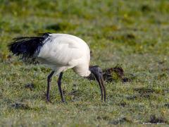 20180322 Heilige ibis Haast zeker dat ik deze vogel nooit meer hier in de streek zal tegen komen, daarom nog maar een foto van hem, of haar. Hier foerageert de ibis op een vochtig weiland. Dat vochtige zal een vereiste zijn verwacht ik omdat de vogel het moet hebben van voornamelijk insecten waaronder sprinkhanen, krekels en watertorren, maar ook kreeftachtigen, wormen. Maar ook schelpdieren, vissen, kikkers, hagedissen, jonge vogels en kleine zoogdieren lust ie als ie de kans daartoe krijgt. Ze foerageren 