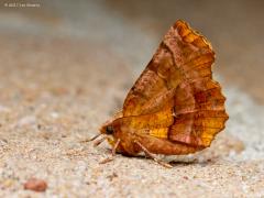 20170615 Herculesje De rups die op mijn vorige foto te zien is verpopt zich tot deze nachtvlinder. Het Herculesje is een bijzonder geval, echt een uitzondering. Want zoals je kunt zien heeft ie zijn vleugels geheel gesloten recht op staan, net zoals dagvlinders doen. Nachtvlinders doen dat normaliter niet, die houden de vleugels opgevouwen tegen het lijf of geheel vlak open gespreid. 