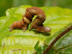 20170613 Herculesje Als je een rups in deze houding ziet kun je weten dat ie behoort tot de familie van de 'spanners'. Immers, de rupsen van die nachtvlinders verplaatsing zich door steeds de rug te spannen en de achterpoten zo naar de voorpoten te trekken. Dat gaat hen goed af, ze lopen best snel en zijn succesvol, een van de grootste nachtvlinderfamilies die we hier hebben. Er worden tweemaal per jaar rupsjes geboren, in mei-juni en in augustus-september.