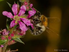 Zundert Boontuinen / 20120808