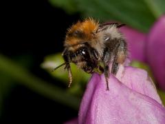 Zundert Boontuinen / 20120808