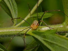 20181205 Hooiwagen Nee, dit is geen spin. Wel een spinachtige want het diertje behoort tot de orde van Opiliones ofwel hooiwagens. Je kent ze vast wel, je ziet ze bijvoorbeeld op de buitenmuur bij je thuis. Net als spinnen hebben hooiwagens acht poten, eigenlijk tien maar de voorste twee bij de mond zijn geëvalueerd tot hulpmiddelen voor voelen, pedipalpen met een moeilijk woord. Je ziet een lichaam uit slechts 1 deel, niet 2 zoals bij spinnen. En slechts 2 ogen in plaats van 8, of 6, bij spinnen. Stel je e