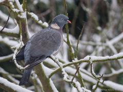 20171214 Houtduif Er woont al jaren een koppeltje houtduiven bij ons in de tuin. Ook met het slechte weer van afgelopen dagen is de houtduif nog present in de tuin. Veel mensen moeten van deze duif niets hebben maar wij gunnen hem zijn plekje hier wel. Dat gaat prima samen met enkele turkse tortels. De houtduif is de grootste in Nederland voorkomende duif en is gemakkelijk te herkennen aan de witte vlek in de hals. In de vlucht zijn de witte strepen op de vleugels duidelijke zichtbaar. De houtduif is een zw