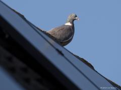 20180715 Houtduif Al een aantal jaren woont bij ons in de tuin een koppeltje houtduiven. Ze voelen zich hier zo thuis dat ze onze turkse tortels, die ook in onze tuin wonen, niet bij het waterbakje dulden als ze zelf dorst hebben. Ze zijn ook een stuk groter dus de grote jonge uithangen is ook niet zo moeilijk daarbij. De houtduif is de grootste Europese duif en kan ook goed poepen en daarom willen veel mensen hem niet in de tuin, maar allee. Hier ziet ie met de bibs aan de goede kant op de nok van ons huis