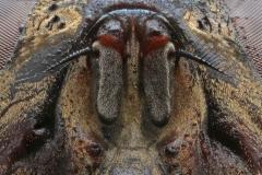 20180108 Huisvlieg of kamervlieg Met de speciale macrolens van Canon, de MP-E65 ingesteld op vergroting 5x, kun je veel detail bloot leggen. Hier zijn van deze vlieg de antennes met daarop de kleine vertakking, de arista's, goed te zien. Het zijn de belangrijkste sensors van deze zeer algemene kamergenoot. Voor ons allemaal niet goed te bevatten wat dit soort orgaantjes allemaal wel niet presteren. Deze antennes zijn ook echte kenmerken voor de familie van de echte vliegen (Muscidae), een familie van tweevl