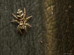 20191014 Huiszebraspin Een echt springspinnetje is dit. Slechts ca. 6 mm groot en vrij algemeen in onze streken. Je vind hem vaak op gebouwen zoals hier naar beneden lopend op een damwand van een schuurtje. Ze maken geen web maar bespringen hun prooitjes. Die speuren ze op vooral met de twee grote kijkers voor op het kopje. Daarnaast voor ook nog twee kleinere kijkglazen en helemaal opzij van de kop nog eens twee kleintjes. Die kleintjes zijn niet zo zeer voor de jacht maar houden de omgeving goed in de gat