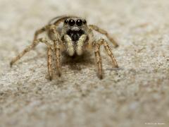 20191015 Huiszebraspin Nogmaals het huiszebraspringspinnetje. Zo frontaal in beeld is onmiskenbaar te zien dat het een zichtjagertje is. Ze moeten het hebben van het zien van nietsvermoedende vliegjes etc.. Die worden dan plotsklaps besprongen.