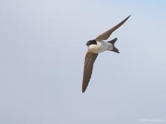 20170922 Huiszwaluw Erg handige snelle vliegers zijn het die zwaluwen. Moet ook wel om al die insecten uit de lucht te kunnen vissen. De ogen zijn beschermd met een soort borstelkraag uit stevige kleine veertjes; hier te zien bij het rechteroog meen ik.