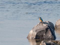 20191101 IJsvogel Je verwacht dit pareltje langs een sloot, een beek, een rivier, of bij een ven. Maar niet zoals hier op een basaltsteen langs de Oosterschelde want daar nam ik deze foto op tweeentwintig oktober. Ik zag dit mannetje (vrouwtjes hebben immers een ondersnavel met rood daarin) hier niet vissen, het zal een toevallig rustplekje zijn geweest.