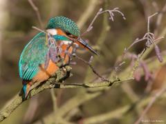 20170120 IJsvogel Vanmiddag nog eens met de telelens weggeweest. Een ijsvogel wilde even poseren.