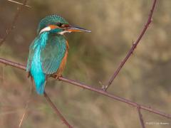 20170304 IJsvogel De winter is grotendeels voorbij en is mild gebleven dit jaar. Deze ijsvogel die ik in januari fotografeerde zal daarom deze winter wel goed door gekomen zijn, net als de overige soortgenoten. Dat betekent dat we volgende winter nog meer van deze prachtige vogeltjes bij onze beken en sloten zullen kunnen gaan zien. Want ze kunnen tot drie nesten per jaar groot brengen.