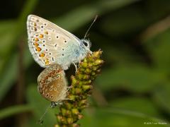 20170901 Icarusblauwtje Er vliegen meerdere blauwtjes rond maar dit icarusblauwtje komt het meeste voor. Ik maakte deze foto in De Boontuinen langs de Aa of Weerijs, een waterberging met kruidenrijke graslanden en ruigten. De eerste vlinders verschijnen eind april maar ze vliegen tot begin oktober in twee, soms drie overlappende generaties. Ze eten de nectar van hoofdzakelijk vlinderbloemigen. Het mannetje ziet er anders gekleurd uit dan het vrouwtje.