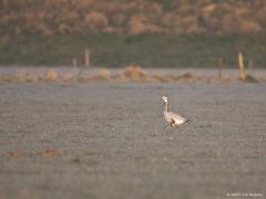 20190506 Indische gans Af en toe kom je in het veld een vreemde eend tegen, hier beter gezegd, een vreemde gans. Deze gemakkelijk te herkennen grote gans met witte kop met daarop twee zwarte strepen, gele snavel en poten, is net als de nijlgans vanaf 1986 in Nederland gaan broeden dankzij uit volières ontsnapte vogels. Deze gans, die ook wel streepkopgans wordt genoemd, is een gans die broedt in Centraal-Azië en over de Himalaya vliegt om te overwinteren in het drasland van India, Noord-Birma en de wetlands