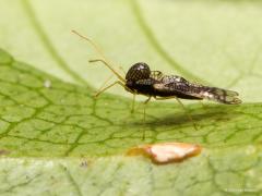 20191009 Japanse vlieg Toen ik in october in de tuin dit beestje zag en fotografeerde wist ik niet een twee wat voor vlees ik voor de lens had. Een vliegje, nee, na flink wat zoeken blijkt het een kleine wants, een netwans te zijn. Slechts ca. 3 mm klein is ie en apart gebouwd. Op internet vond ik nog een stukje van een Praktijkonderzoek Plant & Omgeving Sector Bloembollen, Boomkwekerij en Fruit, 2007: In Nederland veroorzaakt de japanse vlieg voornamelijk schade bij Pieris en Rhododendron. Het betreft blad