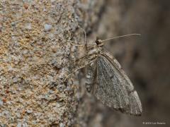 20181120 Jeneverbesspanner In de tijd november zou je nog een stuk of twintig nachtvlinders aan huis kunnen aantreffen. Deze jeneverbesspanner is er een van, een echte spanner uit de familie Geometridae. De vlinderstichting leert me het volgende. Vliegtijd en gedrag: Eind september-half november in één generatie. De vlinders worden overdag soms rustend aangetroffen op de waardplant en zijn in het donker vaak gemakkelijk waar te nemen rond de waardplant, waar ze soms in grote aantallen rondvliegen en paren. 