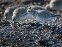 20170216 Kanoet Het mooie weer gaf een goede gelegenheid om weer eens naar de Noordzeekust te gaan. Op de Brouwersdam zijn rond deze tijd de kanoeten weer volop present en lieten zich ook fotograferen.