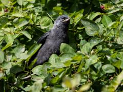 20190612 Kauw Hebben net de spreeuwen al onze kersen op nu beginnen de jonge kauwen aan onze krentjes. Een krentenboom of -struik vinden de vogels even geweldig als een kersenboom. Minder is dat deze jonge kauw is uitgebroed onder onze zonnepanelen dit voorjaar. Dat geeft nu toch wel erg veel overlast en is daar onhoudbaar geworden.