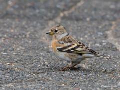 20170315 Keep Deze tegenhanger van onze gewone vink heb ik deze winter niet in mijn tuin gezien. In maart 2013 maakte ik deze foto's, in die winter zag ik er meerdere hier thuis. Het mannetje is weer sterker gekleurd dan het vrouwtje. In Nederland broeden jaarlijks enkele kepen, maar om meer dan drie tot vijf paren lijkt het niet te gaan. In de winter verblijven in de regel grote aantallen Scandinavische kepen in Nederland.