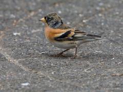 20170315 Keep Deze tegenhanger van onze gewone vink heb ik deze winter niet in mijn tuin gezien. In maart 2013 maakte ik deze foto's, in die winter zag ik er meerdere hier thuis. Het mannetje is weer sterker gekleurd dan het vrouwtje. In Nederland broeden jaarlijks enkele kepen, maar om meer dan drie tot vijf paren lijkt het niet te gaan. In de winter verblijven in de regel grote aantallen Scandinavische kepen in Nederland.