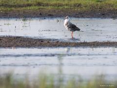 20190501 Kemphaan Als je nu een wandeling zou maken door De Matjes dan kun je deze rare vogel tegen komen. In de trektijd kun je er hier meerdere aantreffen. Een beetje raar zijn ze wel, de mannetjes dan, zoals hier. Ze hebben verhoudingsgewijs een kleine kop, heel grof getekende veren en een rare grote kraag in de baltstijd. Hier zien we een begin van die kraag die nog groter zal worden. De balts van de kemphaan is bijzonder mede vanwege hun uitdossing daarvoor.