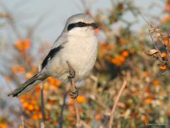 20191003 Klapekster Nogmaals deze kleurrijke vogel. Kleurrijk niet vanwege de vele kleuren in zijn verenkleed maar kleurrijk door zijn jachtgedrag. De klapekster is hier in de duinen gefotografeerd tussen de bessenstruiken. De kleurige bessen geven extra kleur in het beeld. De een vindt dat storend, afleidend, de ander juist een toegevoegde waarde. Maar met zo'n mooie vogel groot in beeld is de achtergrond vooral bijzaak lijkt me?