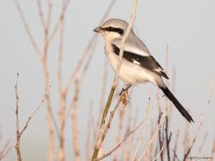 20191001 Klapekster In oktober is de najaarstrek echt op gang. Een van de leukste vogels die je daardoor tegen zou kunnen komen is de klapekster. Zijn haaksnavel verraadt al dat het een gevaarlijk individu is. Met die haak trekt ie namelijk graag muizen, kikkers of hagedissen uit elkaar om daarna op te peuzelen. Een hamster is ie ook. Kan ie veel vangen dan laat ie dat niet na. Wat ie niet op kan spiest ie aan doornen of prikkeldraad.