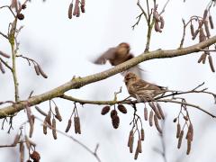 Zundert Waaijenberg / 20170221