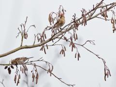 Zundert Waaijenberg / 20170221