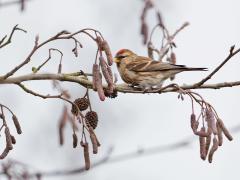 Zundert Waaijenberg / 20170221