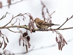 Zundert Waaijenberg / 20170221